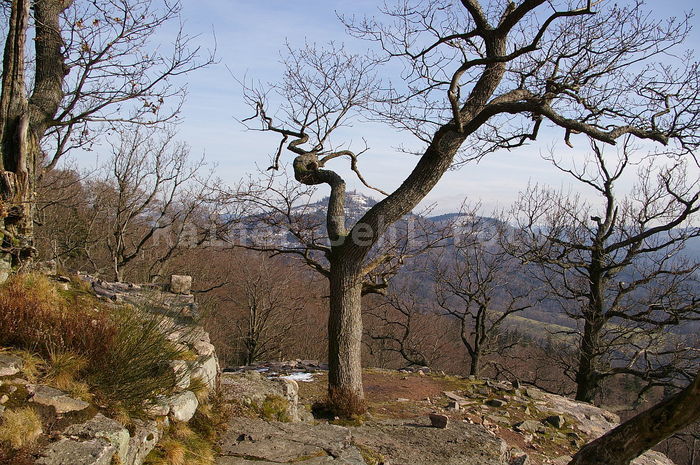 Ritterplatte