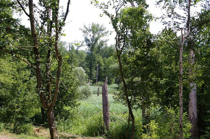 Federbachbruch bei Muggensturm
