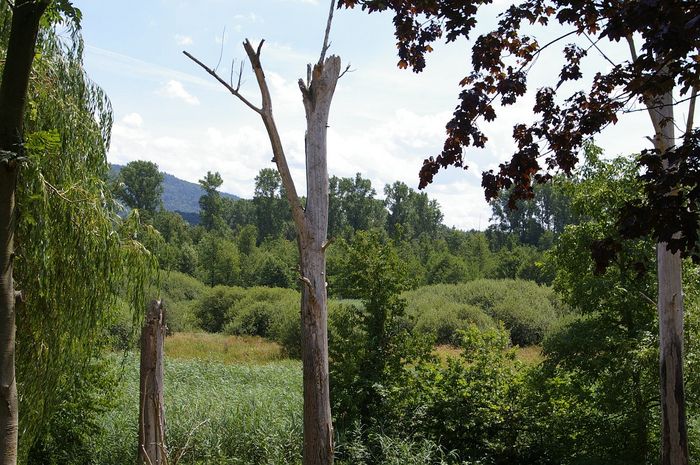 Federbachbruch bei Muggensturm