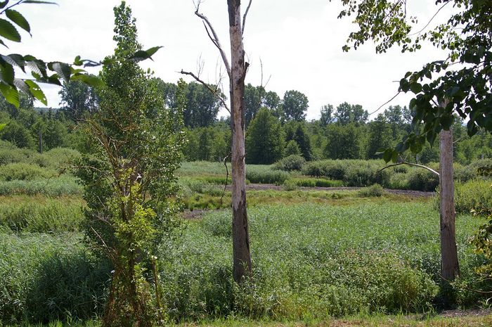 Federbachbruch bei Muggensturm