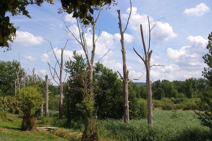 Federbachbruch bei Muggensturm