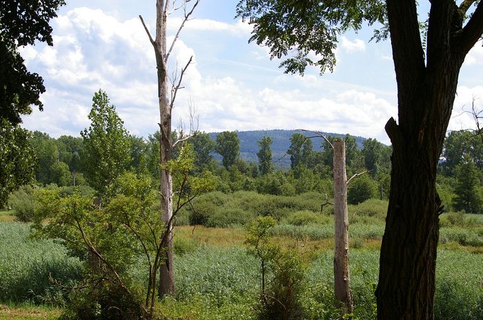 Federbachbruch bei Muggensturm