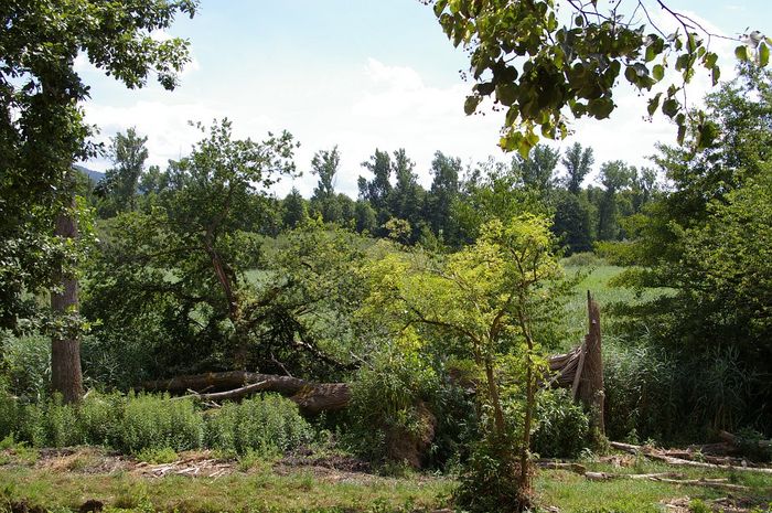 Federbachbruch bei Muggensturm