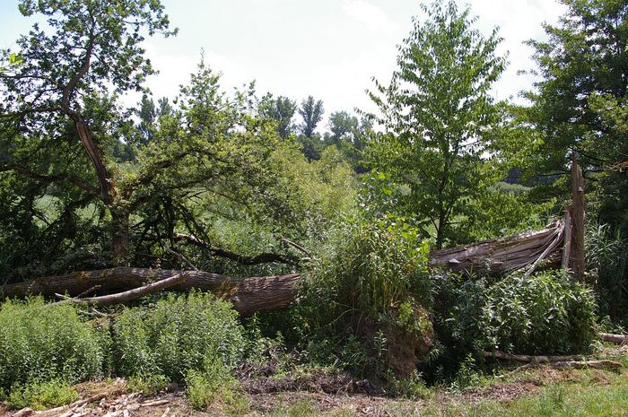 Federbachbruch bei Muggensturm