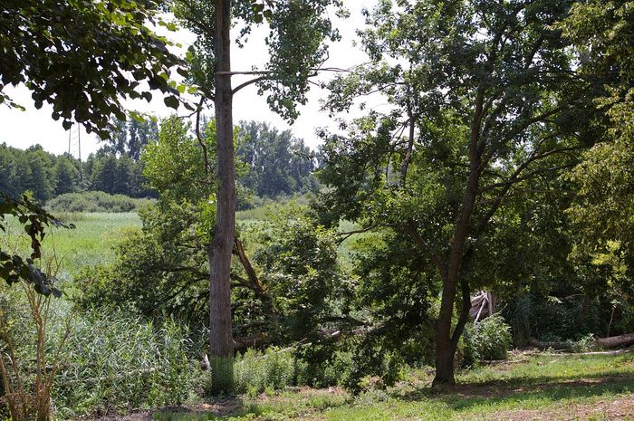 Federbachbruch bei Muggensturm