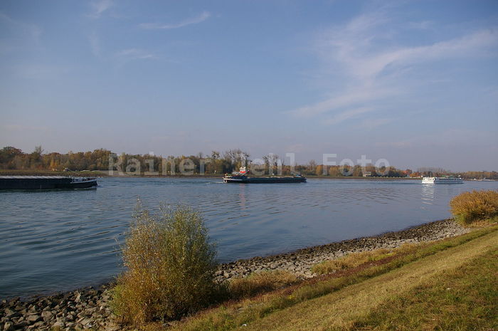 Rhein bei Greffern