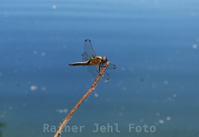 Spitzenfleck-Libelle ♀
