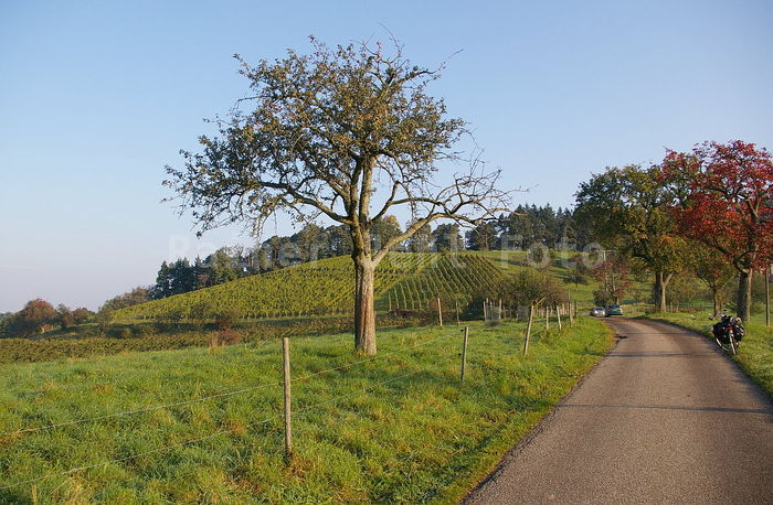Schafberg