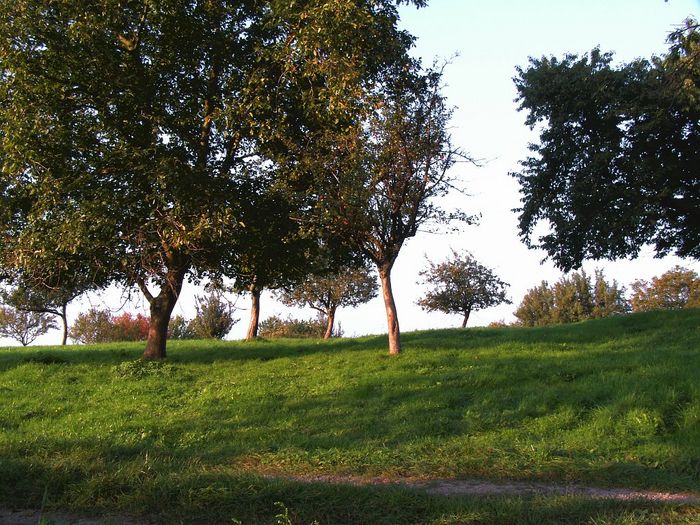 bei Balg